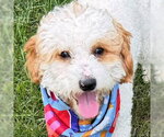 Small #6 Poodle (Toy)