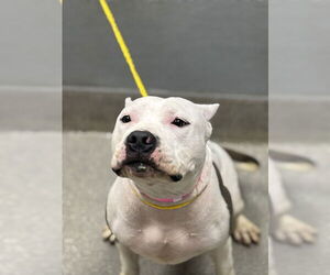 American Staffordshire Terrier-Unknown Mix Dogs for adoption in Las Vegas, NV, USA