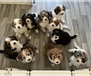 Bernedoodle Litter for sale in KNOXVILLE, TN, USA