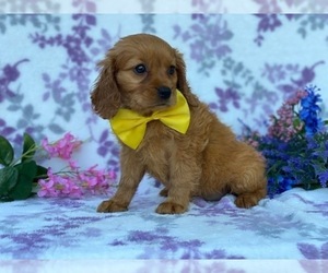Golden Retriever Puppy for sale in LANCASTER, PA, USA