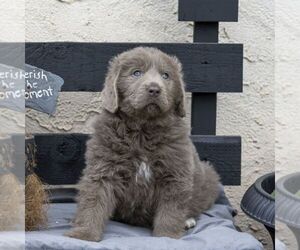 Newfoundland Puppy for sale in KINZERS, PA, USA