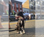 Small #1 American Pit Bull Terrier-Labrador Retriever Mix