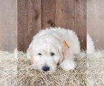 Small Photo #1 Goldendoodle Puppy For Sale in LITTLE ROCK, AR, USA