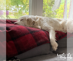Small Photo #11 Great Pyrenees-Retriever  Mix Puppy For Sale in Washington, DC, USA