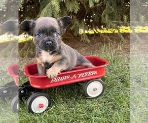 French Bulldog Puppy for Sale in MIDDLEBURY, Indiana USA