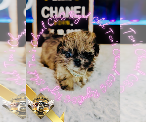 Shih Tzu Puppy for sale in ATHENS, GA, USA