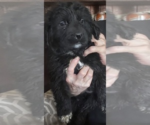 Newfoundland Puppy for Sale in VARNA, Illinois USA