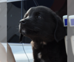 Small #1 Mutt