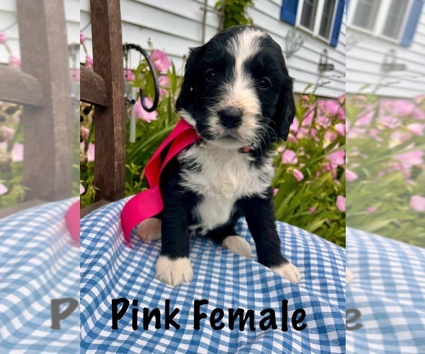 Medium Photo #4 Bernedoodle Puppy For Sale in SPENCER, IN, USA