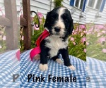 Small #3 Bernedoodle