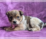 Small Photo #4 Australian Cattle Dog Puppy For Sale in COCHRANVILLE, PA, USA