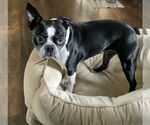 Small Boston Terrier