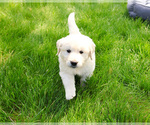 Small #4 English Cream Golden Retriever