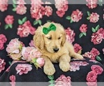 Small Photo #8 Golden Retriever Puppy For Sale in GORDONVILLE, PA, USA