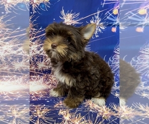 Yorkshire Terrier Puppy for sale in AZLE, TX, USA