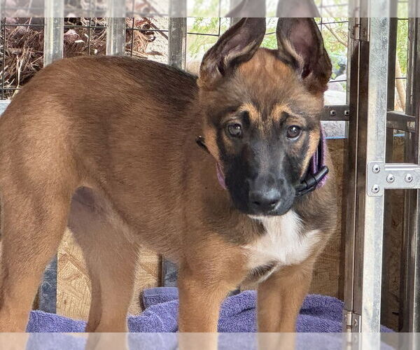 Medium Photo #8 Mutt Puppy For Sale in Imlay City, MI, USA