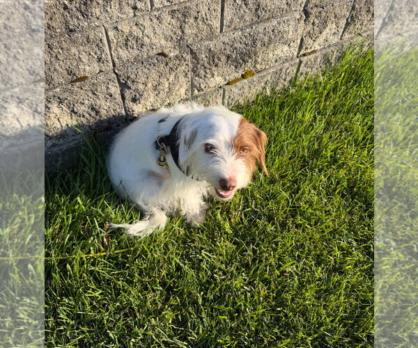 Medium Photo #3 Dachshund-Unknown Mix Puppy For Sale in Grafton, WI, USA