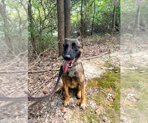 Mutt Dogs for adoption in Linton, IN, USA
