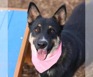 German Shepherd Dog-Unknown Mix Dogs for adoption in San Antonio, TX, USA