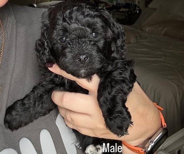 Medium Photo #1 Bichpoo-Poodle (Miniature) Mix Puppy For Sale in LOS ANGELES, CA, USA