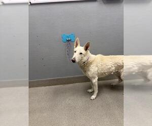 German Shepherd Dog-Unknown Mix Dogs for adoption in Las Vegas, NV, USA