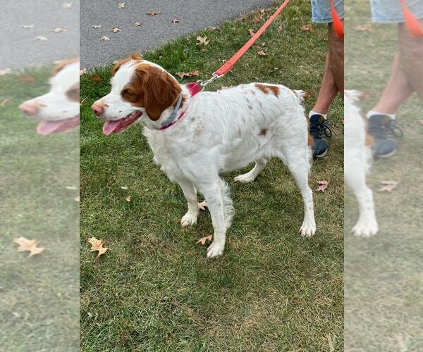 Medium Photo #7 Brittany Puppy For Sale in Curwensville, PA, USA