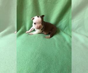 Boston Terrier Puppy for sale in HICKORY, NC, USA
