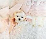 Small #16 Maltese