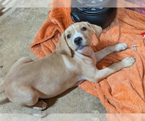 Birdie - Female Labrador Retriever Dog for Adoption - Photo #4