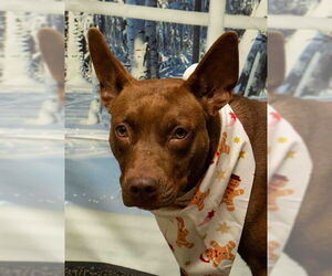 Bull Terrier-Unknown Mix Dogs for adoption in Sanford, FL, USA