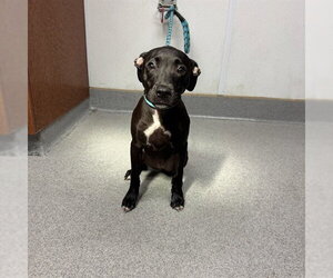 American Pit Bull Terrier-Unknown Mix Dogs for adoption in Rancho Cucamonga, CA, USA