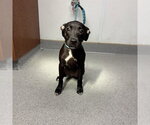 Small American Pit Bull Terrier Mix