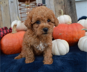 Poodle (Toy) Puppy for sale in HONEY BROOK, PA, USA