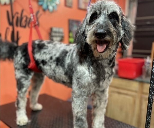 Medium Photo #1 Aussiedoodle Puppy For Sale in INDIANAPOLIS, IN, USA