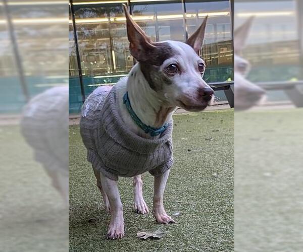 Medium Photo #1 Chihuahua Puppy For Sale in San Martin, CA, USA