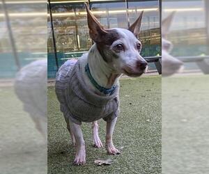 Chihuahua Dogs for adoption in San Martin, CA, USA