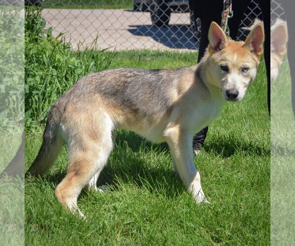Medium Photo #2 Siberian Husky-Unknown Mix Puppy For Sale in Huntley, IL, USA