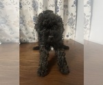 Small #30 Cockapoo
