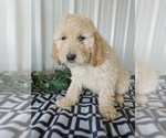 Small Photo #3 Goldendoodle Puppy For Sale in CANON CITY, CO, USA