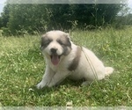 Small Photo #2 Great Pyrenees Puppy For Sale in WESTMORELAND, TN, USA