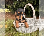 Small #4 Dachshund