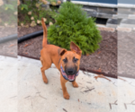 Small #3 Labrador Retriever Mix