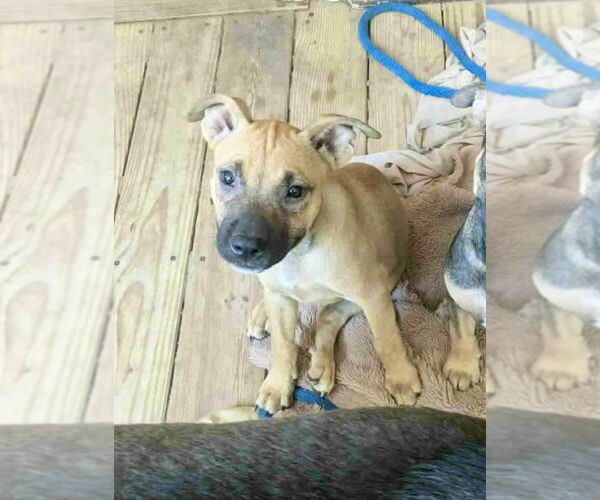 Medium Photo #2 American Pit Bull Terrier-Labrador Retriever Mix Puppy For Sale in Brewster, NY, USA