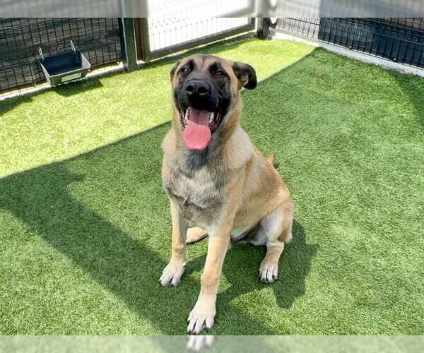 Medium Photo #1 Anatolian Shepherd Puppy For Sale in Orange, CA, USA