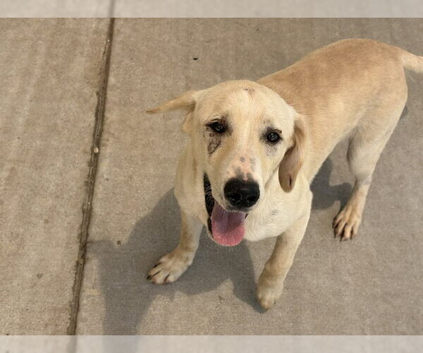 Medium Photo #1 Labrador Retriever-Unknown Mix Puppy For Sale in Tulsa, OK, USA