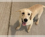 Small Labrador Retriever Mix