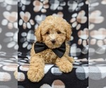 Small Photo #10 Poodle (Toy) Puppy For Sale in KINZERS, PA, USA