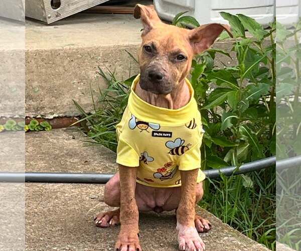Medium Photo #1 American Staffordshire Terrier-Unknown Mix Puppy For Sale in New Oxford , PA, USA