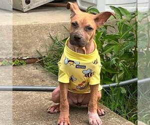 American Staffordshire Terrier-Unknown Mix Dogs for adoption in New Oxford , PA, USA