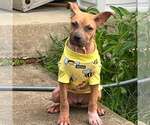 Small American Staffordshire Terrier Mix